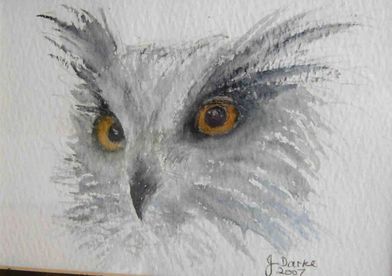 JD Owl's Head Watercolour