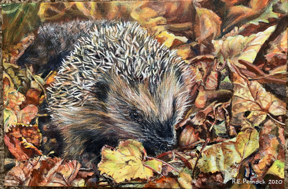 Autumn hedgehogs