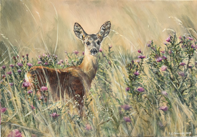 Doe on the thistles